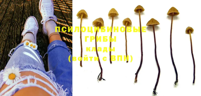 Псилоцибиновые грибы MAGIC MUSHROOMS  где продают   Сокол 